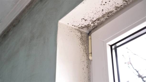 Best Residential Mold Removal  in Bloomingdale, TN