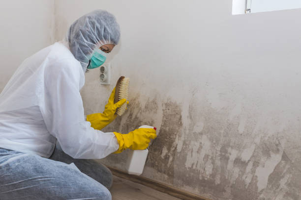 Best Toxic Mold Removal  in Bloomingdale, TN