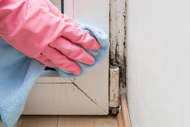 Best Same-Day Mold Removal  in Bloomingdale, TN