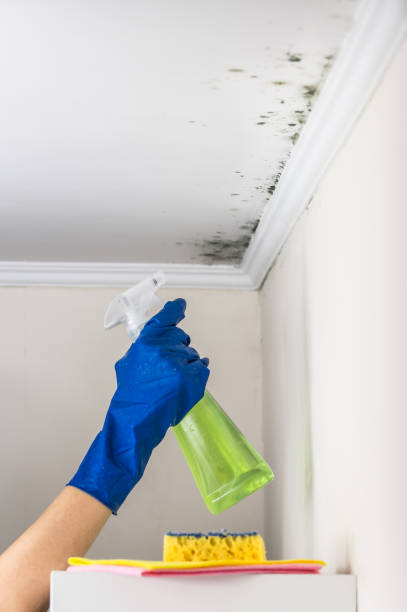 Best Home Mold Removal  in Bloomingdale, TN